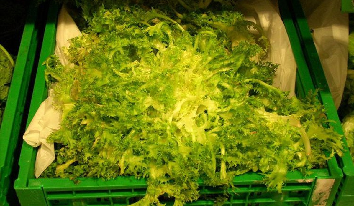 Insalata killer, epidemia di ciclosporiasi negli Stati Uniti: primi due morti