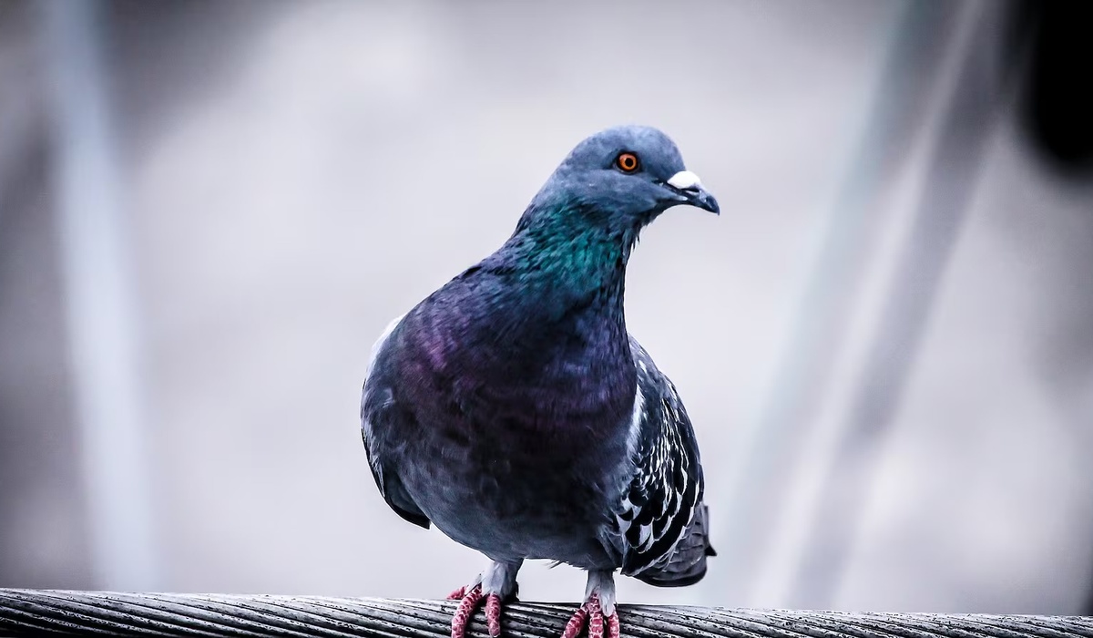 truffa del finto guano di piccione come funziona e come difendersi da Urbanpost.it truffa del finto guano di piccione come funziona e come difendersi