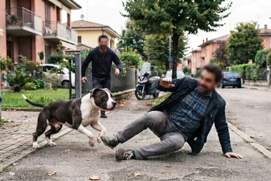 Un cane senza guinzaglio corre verso un uomo per strada: a Corridonia il proprietario condannato a risarcire 112mila euro