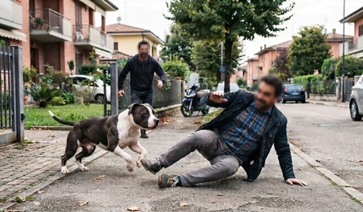 il cane gli corre incontro e lui cade il vicino dovr224 risarcirlo con 112mila euro da Urbanpost.it il cane gli corre incontro e lui cade il vicino dovr224 risarcirlo con 112mila euro