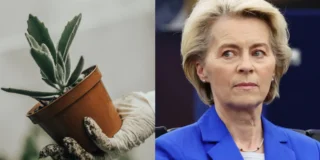 Basta piante in vaso: l’UE prepara il divieto dei vasi di plastica e cambia la vendita di fiori entro il 2030